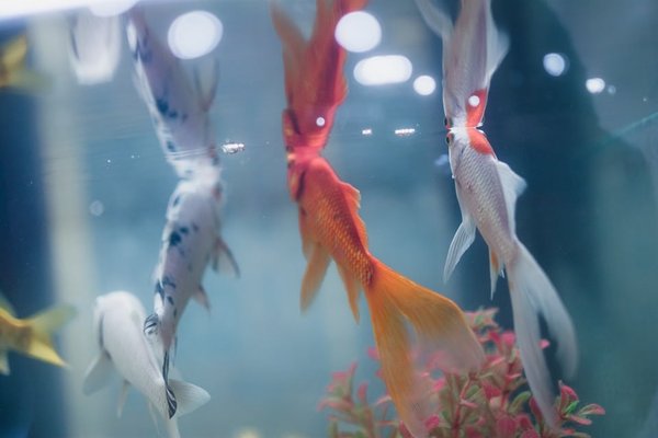 Carpe Koi : un poisson aux couleurs et motifs variés à adopter chez soi